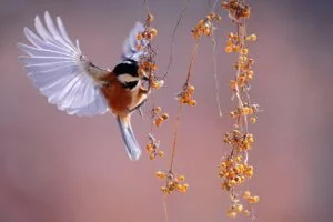 beautifull birds pics