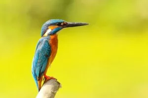 kingfisher birds images