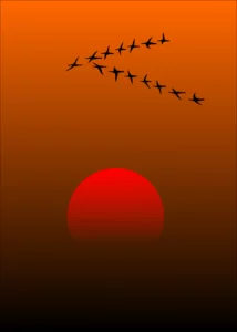 migratory-birds