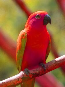 parrot bird pic