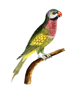 parrot bird wallpaper hd