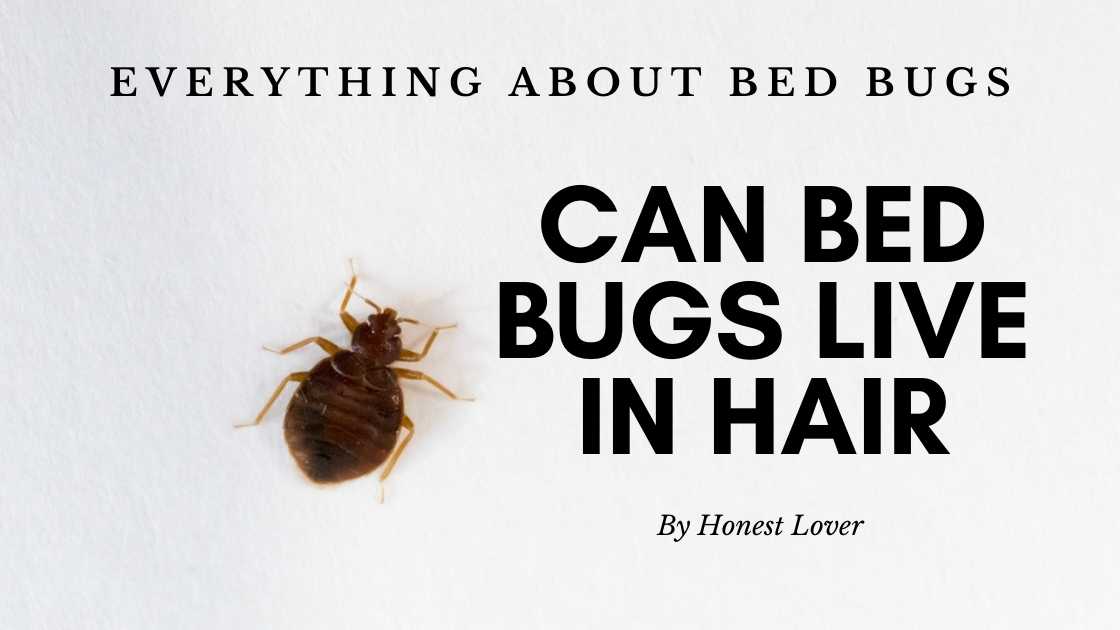 Can Bed Bugs Live in Hair
